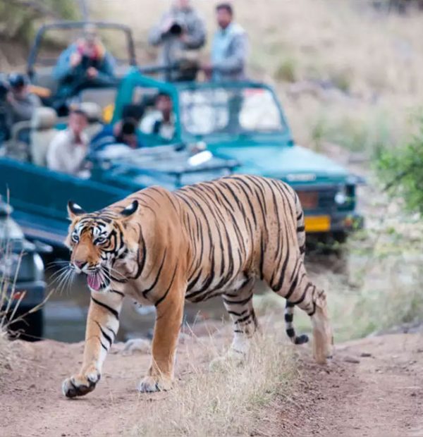 RJ03 RAJASTAN 4N 5D JAIPUR / RANTHAMBORE / PUSHKAR / AJMER