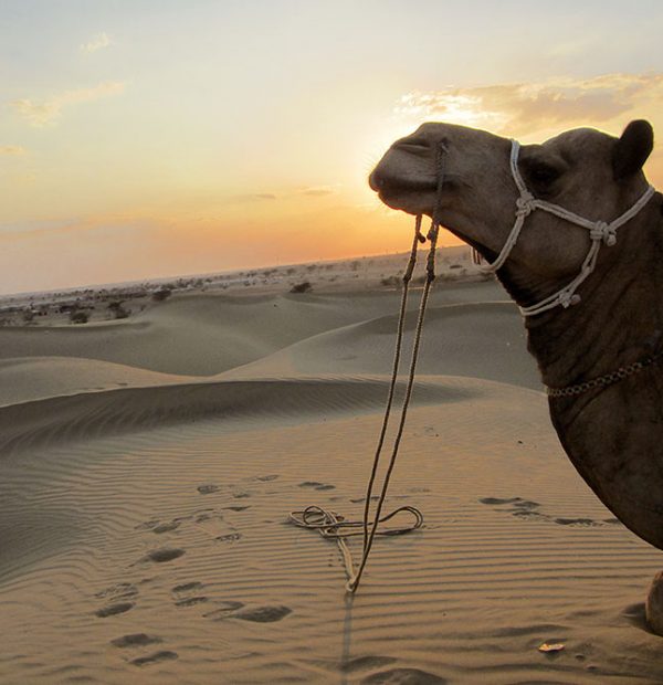 RJ05 RAJASTAN 4N 5D JODHPUR / JAISALMER