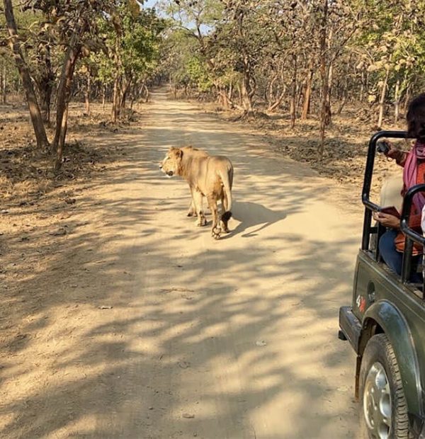 GJ03 GUJARAT 6N 7D Ahmedabad / Gir / Somnath / Rajkot